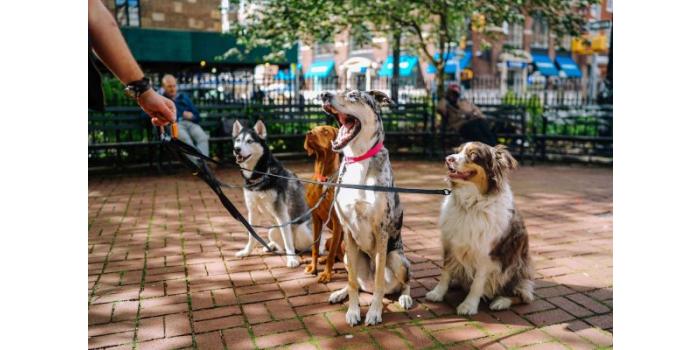 The Benefits of Commercial Laundry Equipment for Your Animal Care Business  Header Image