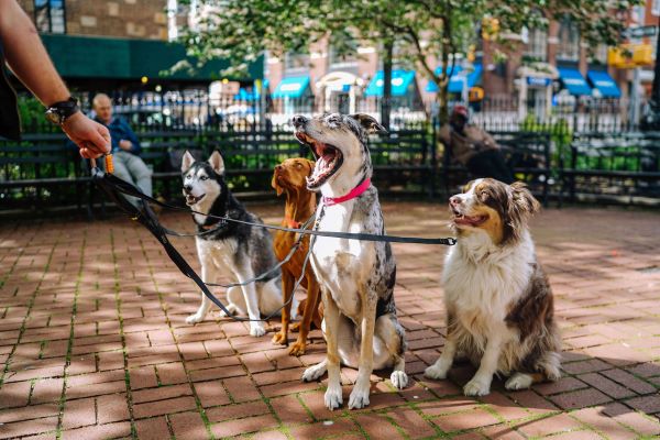 The Benefits of Commercial Laundry Equipment for Your Animal Care Business  Thumbnail